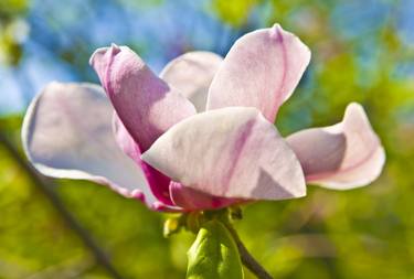 Pink magnolia flower thumb