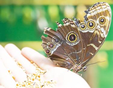 Buterfly on hand thumb