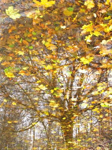 Autumn leaves on water thumb