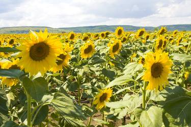 Field with sunflowers 2 thumb