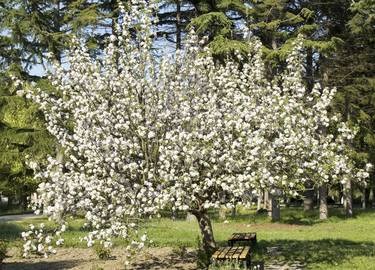 Apple tree in blossom thumb