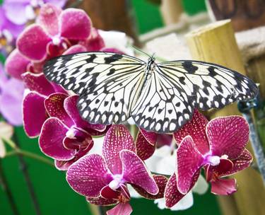 Butterfly Rice paper dragon on orhid flower thumb