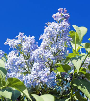 Blue lilac thumb