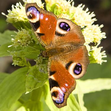 Original Nature Photography by Irina Afonskaya