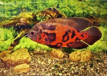 Fish Astronotus ocellatus thumb