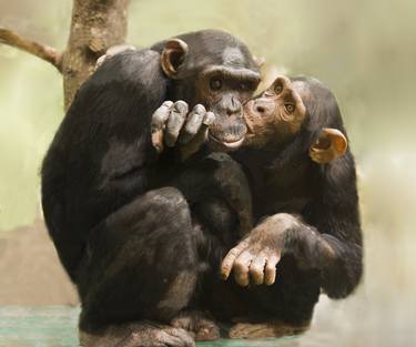 Shimpanzee kissing thumb