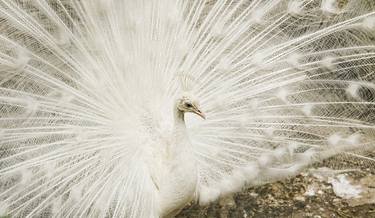 White peafowl thumb
