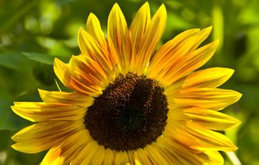 Sunflower thumb