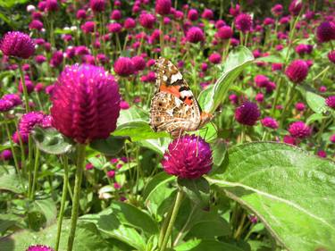 Butterfly on purple flowers thumb