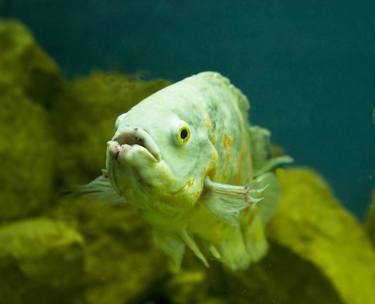 Astronotus ocellatus thumb