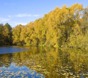 Yellow trees near lake with reflection thumb