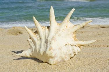 Shell on beach thumb