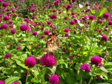 Brown butterfly on purple flowers thumb