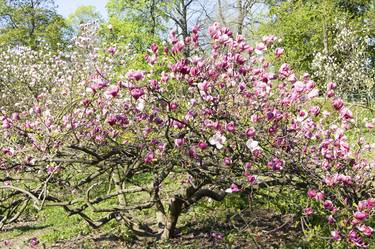 Pink magnolia in blossom thumb