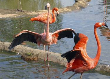 Two pink flamingo thumb