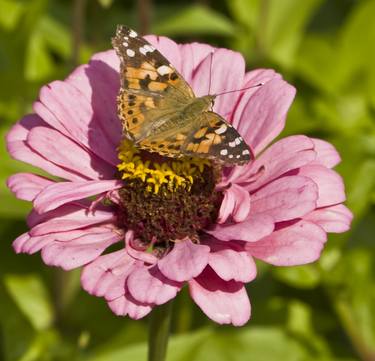 Orange butterfly Vanesse Cardui on pink zinnia flower thumb