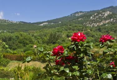 Hills with roses thumb