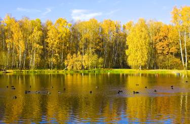 Golden autumn forest near lake thumb