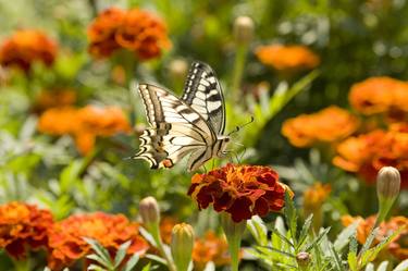 Butterfly papilio machaon on marigold flower thumb