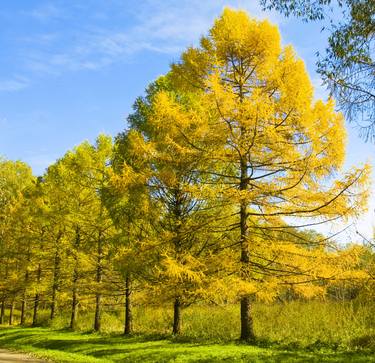 Golden larches in autumn thumb