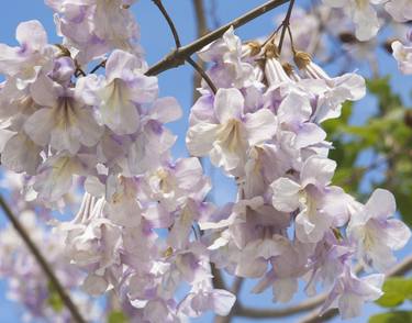 Paulownia, or empress tree, princess tree, dragon tree thumb