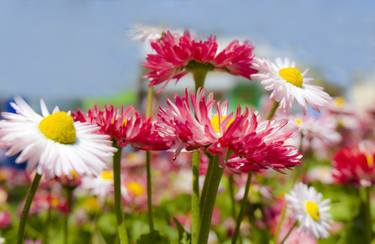 White and pink daisies thumb