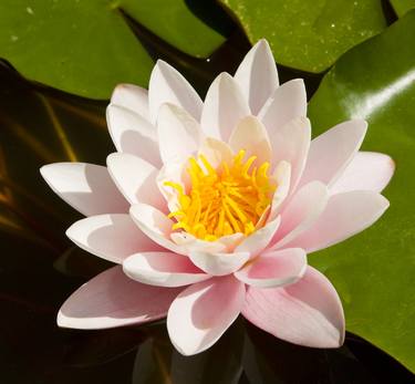 Pink water lily thumb