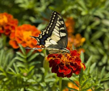 Butterfly papilio machaon on marigold flower thumb