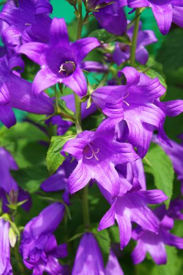 Bluebells thumb