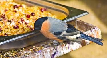 Bullfinch thumb