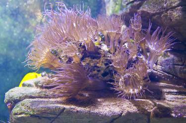 Actinia, sea anemone thumb