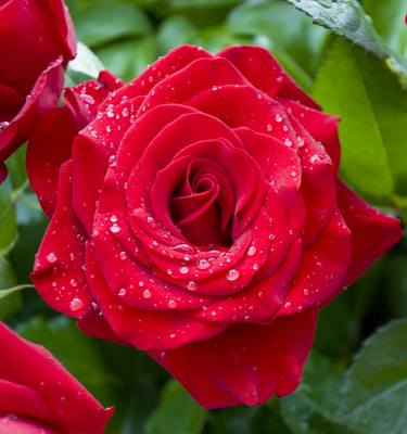 Red rose with drops of water thumb