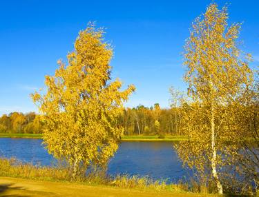 Autumn landscape with golden birches and forest near lake thumb
