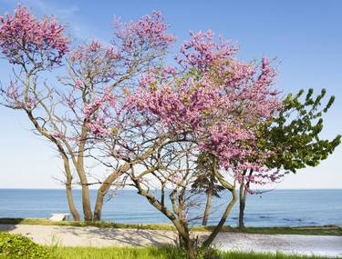 Redbud trees (cercis trees) on sea shore thumb