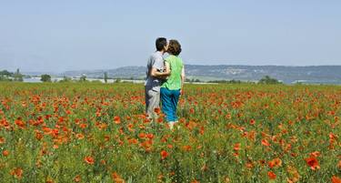 Couple kissing on meadow with red poppies thumb