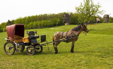 Print of Horse Photography by Irina Afonskaya