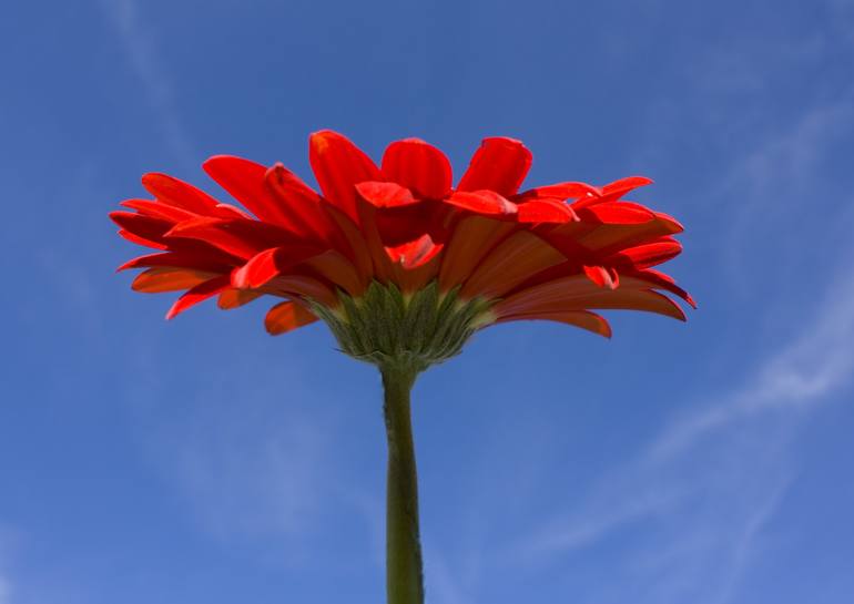 Original Floral Photography by Irina Afonskaya | Other Art on Canvas | Red gerbera on blue sky
