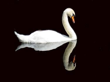 White swan thumb