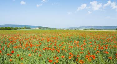 Meadow with red poppies thumb