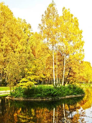 Autumn landscape with yellow birches on island thumb