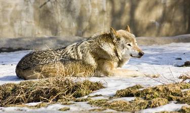 Print of Fine Art Animal Photography by Irina Afonskaya