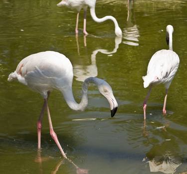 White flamingo thumb