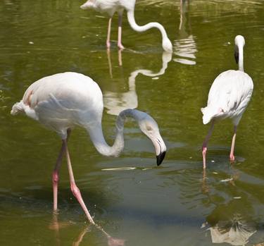 Print of Fine Art Nature Photography by Irina Afonskaya