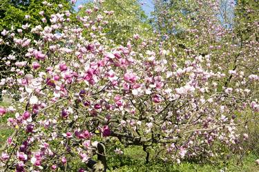 Pink magnolia thumb