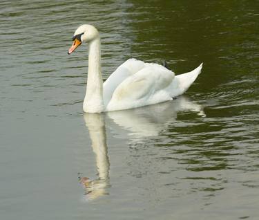 White swan with reflection thumb