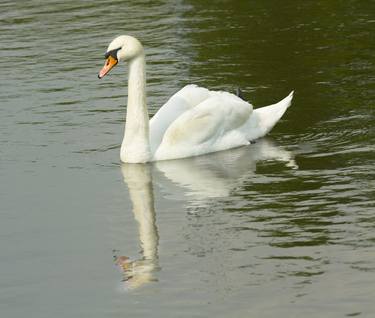 Original Nature Photography by Irina Afonskaya