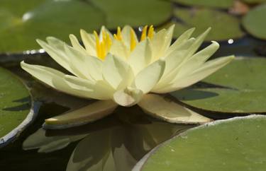 Yellow water lily thumb