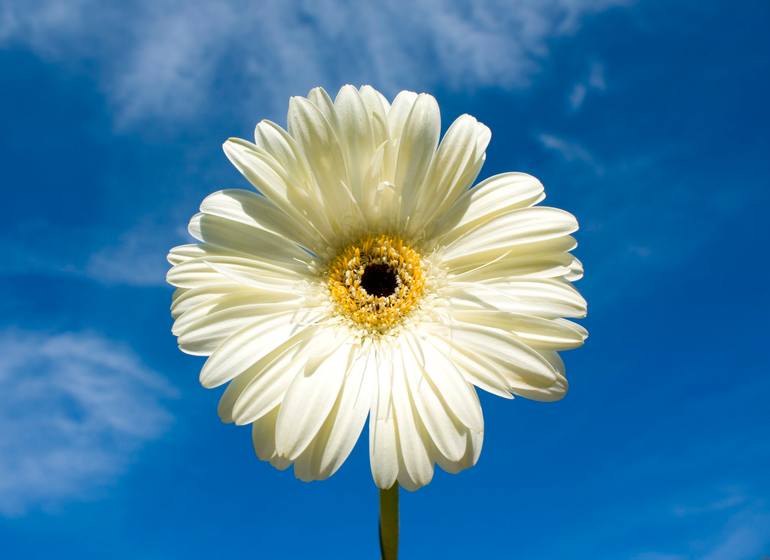 Original Floral Photography by Irina Afonskaya | Other Art on Canvas | White gerbera on blue sky