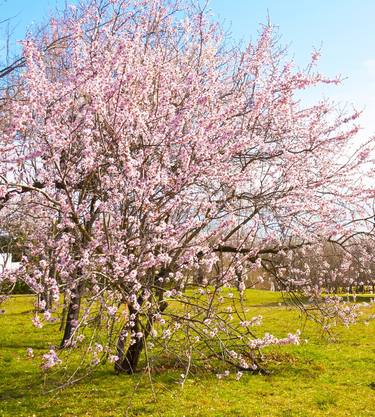 Pink almond trees in blossom thumb