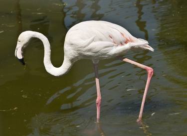 White flamingo thumb